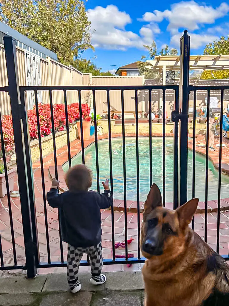 Child and German Shepherd standing beside secure pool fence in Hume backyard